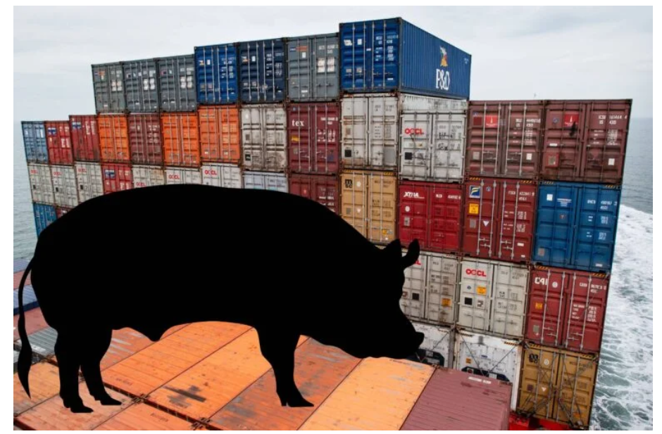 Carne porcina: Exportaciones crecen 28,6% en el primer semestre de 2026